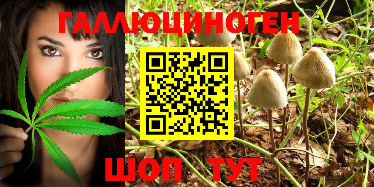 Галлюциногенные грибы Psilocybe Аша